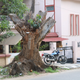 Image for article titled In India’s Silicon Valley, dying trees mirror a beautiful city’s dreadful decline